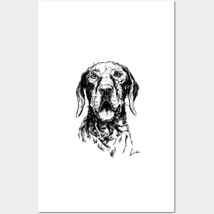 Vizsla head Posters and Art